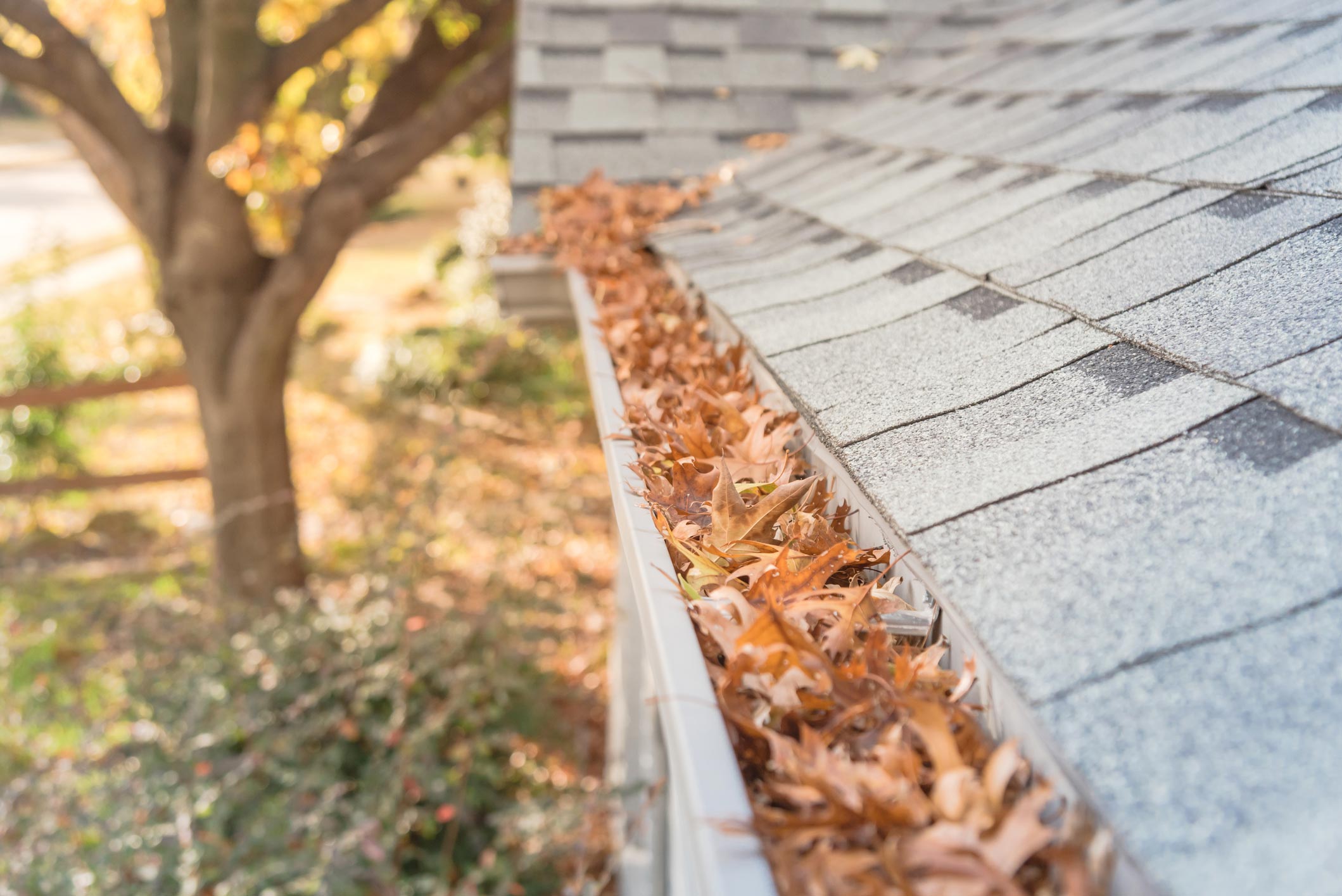 Clogged gutter at front yard near roof shingles of residential house full of dried leaves. Front yard clogged gutter near roof shingles of residential house full of dried leaves and dirty need to clean-up. Blocked drain pipe on rooftop. Gutter cleaning and home maintenance concept