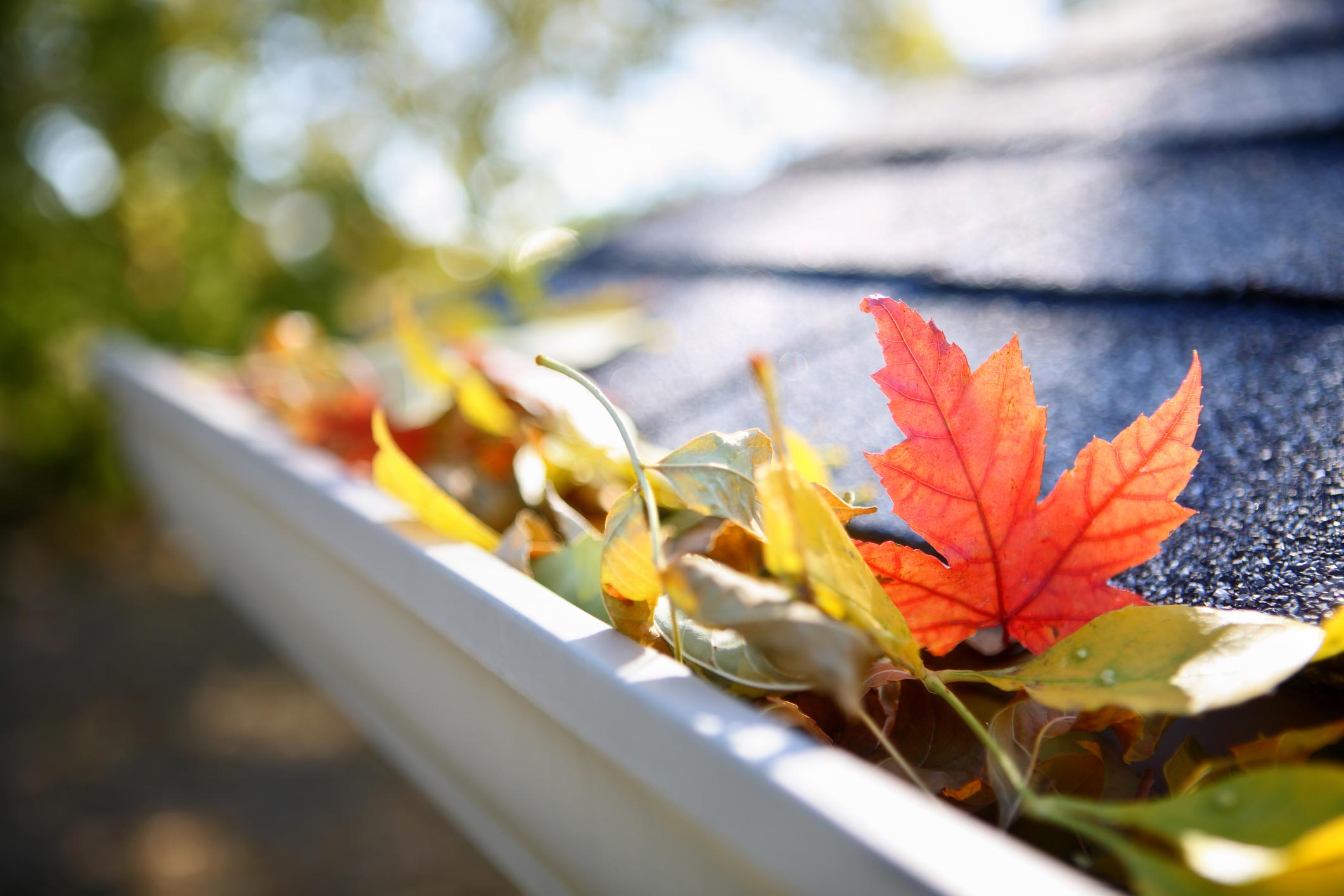 Rain gutter full of autumn leaves. A close-up of a rain gutter full of fall leaves